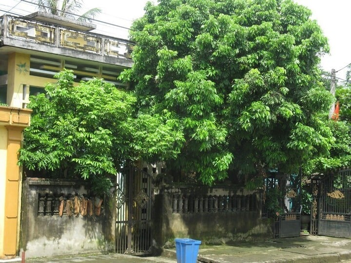 Kiêng cổng nhà bị cây cối hoặc vật cản che chắn
