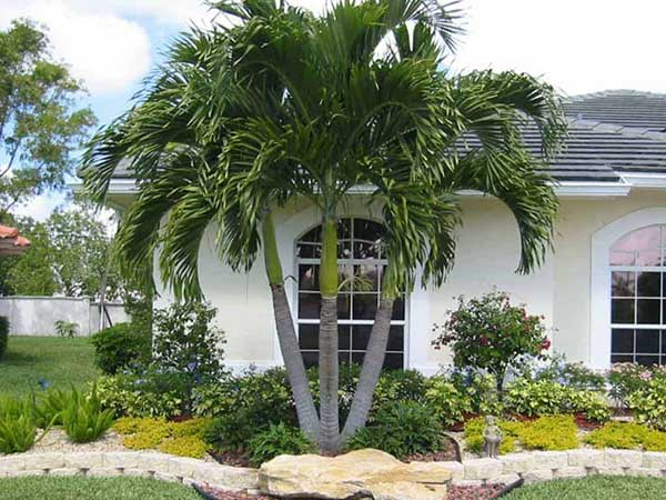 Cây bóng mát trước nhà chống nóng